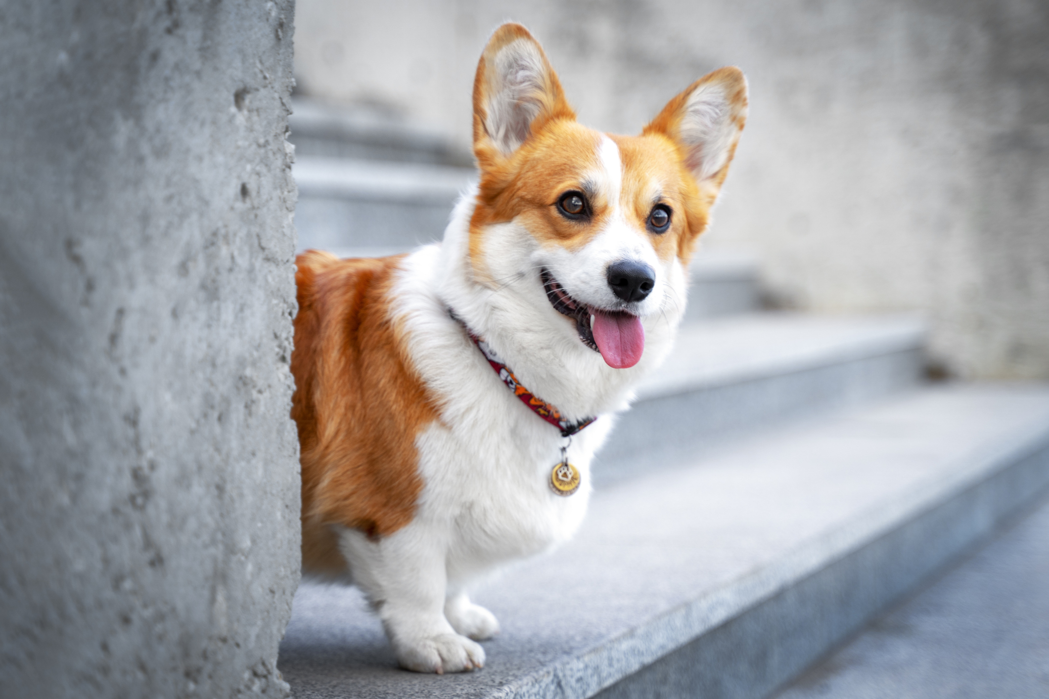 corgie